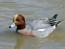 Eurasian Wigeon (WWT Slimbridge April 2013) - pic by Nigel Key